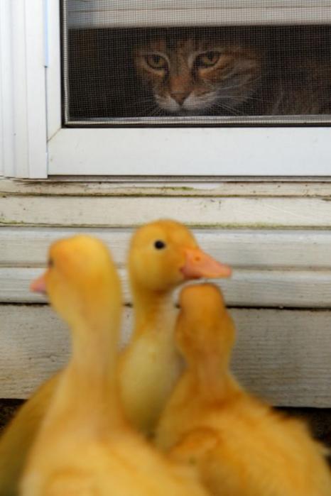 猎物中