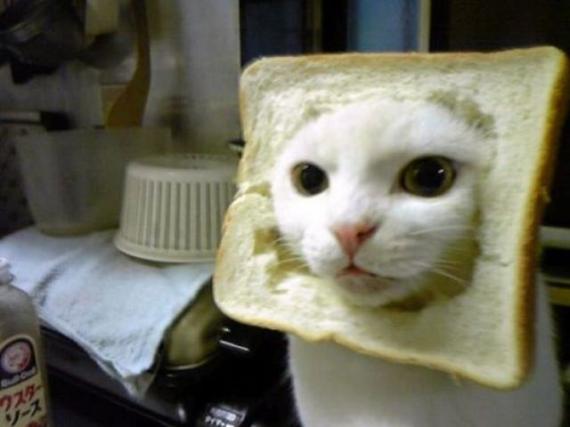 勾引老鼠的猫咪