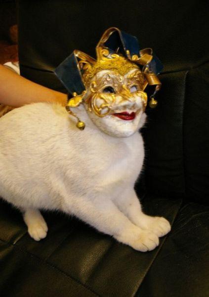 宠物猫咪