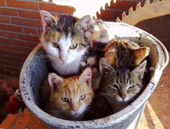 来一桶 猫咪