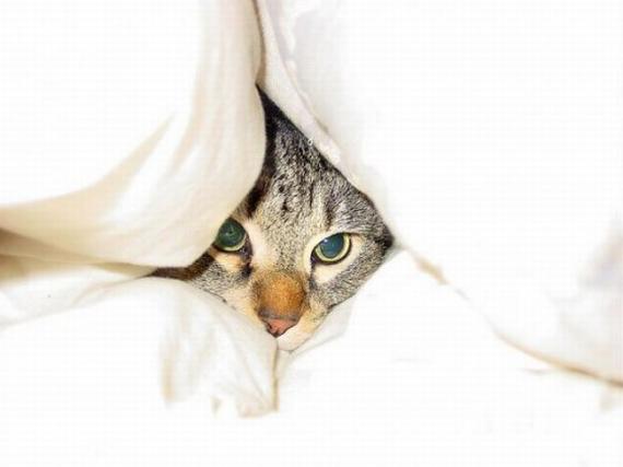 猫头