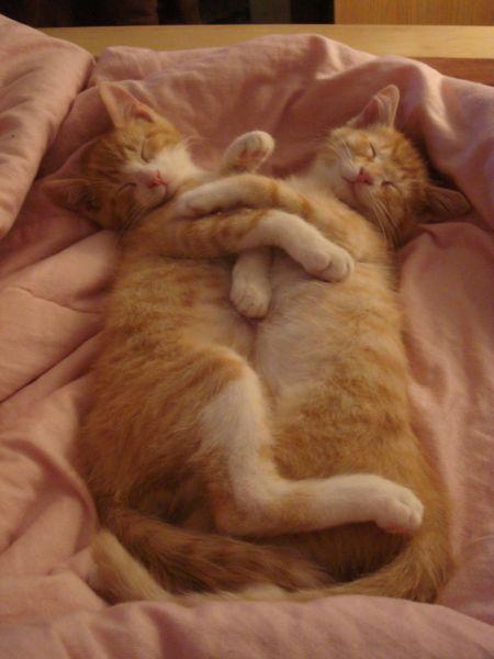 双胞胎猫咪。真可爱