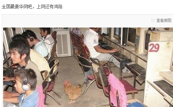 豪华网吧，上网有鸡陪