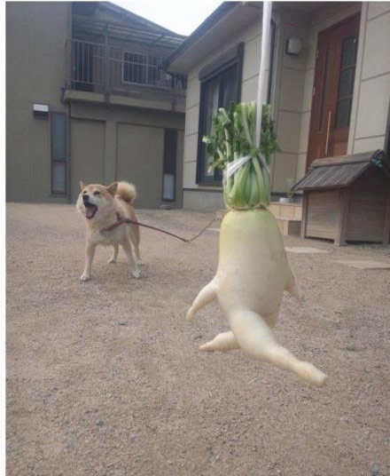 走过，野狗！
