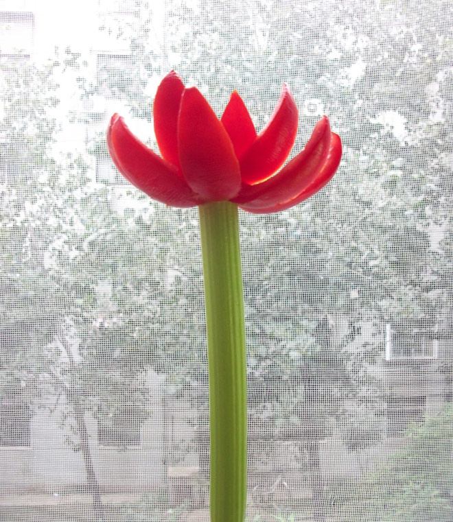 自制红莲花，漂亮么？