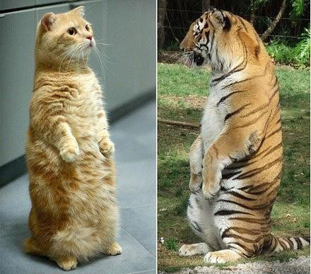 虎兄猫弟
