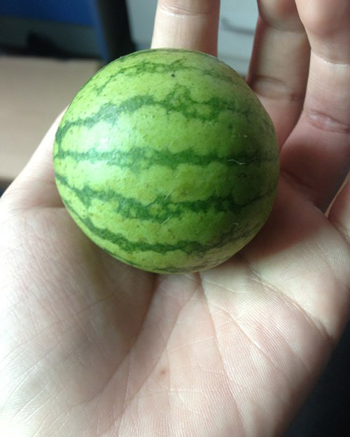 天下最袖珍的小西瓜