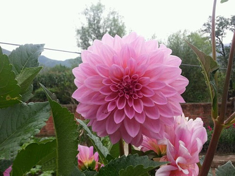 以假乱真的鲜花