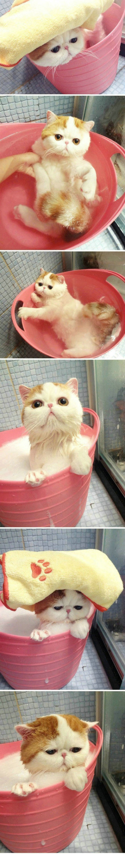 卖萌的猫咪，各种萌表情。