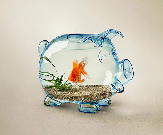 浴缸里的小鱼儿，是幸福？还是孤独？