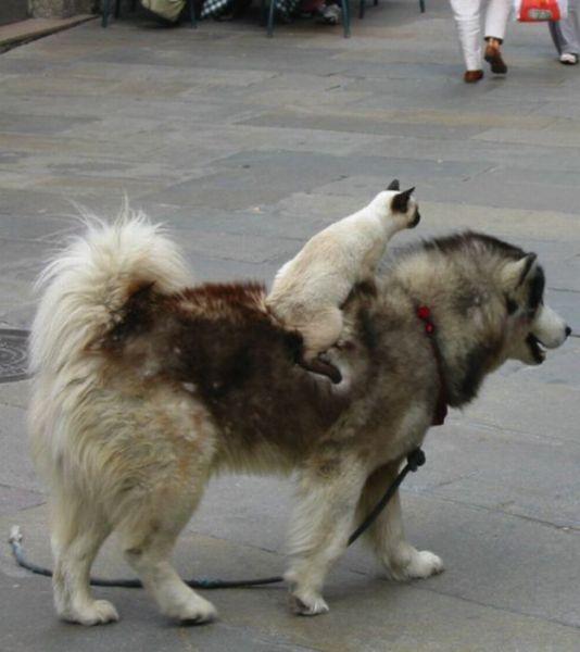 驾驾