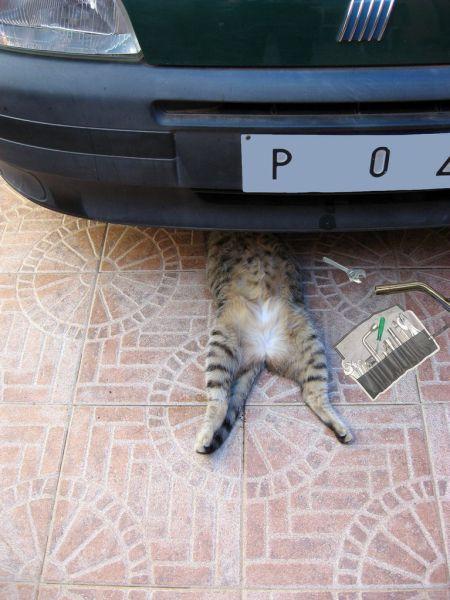一只猫咪的磨难生活。
