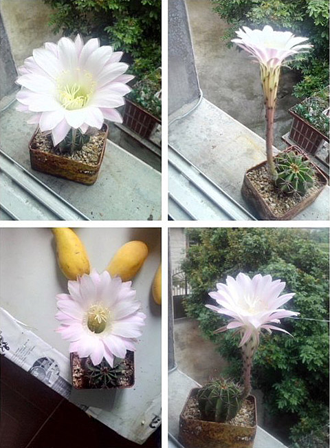 奇迹啊，仙人球开花啦？