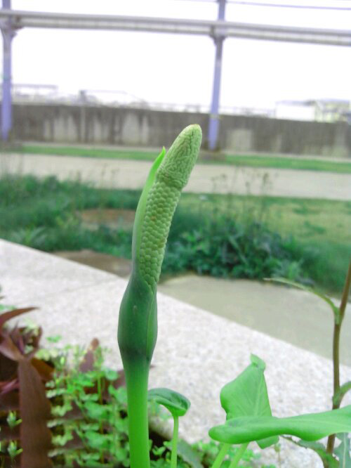 求，这是啥花的果实啊！