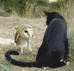 打死你丫的猫头鹰！