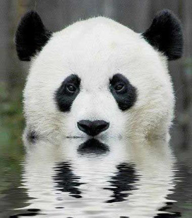 会游泳的熊猫
