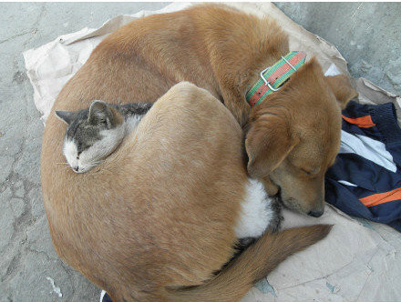 猫咪和狗狗的爱情故事。
