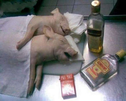 动物界的模仿夫妻