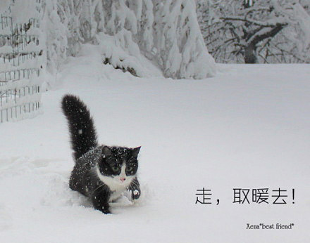 猫咪的冬日生活，冷了去取暖。