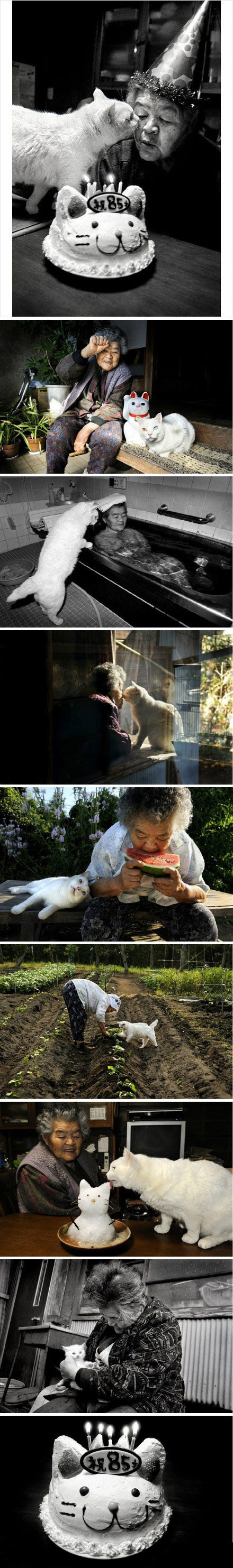 一组有爱的猫咪摄影，献给所有喜欢猫咪的朋友们！