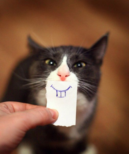 兔子牙，猫咪，你升值了。
