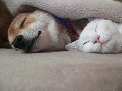 猫咪与狗狗好一对冤家