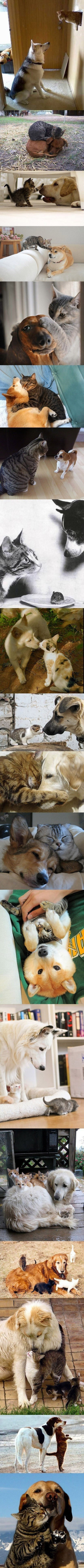 猫咪与狗狗的图片故事