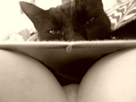 猫咪请你联想看看