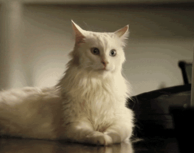 耳朵会动的猫咪