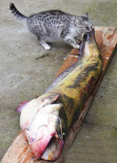猫吃鱼狗吃肉奥特曼打小怪兽，这就是幸福！