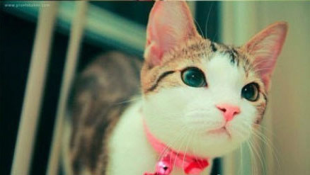 卖萌的猫咪图片