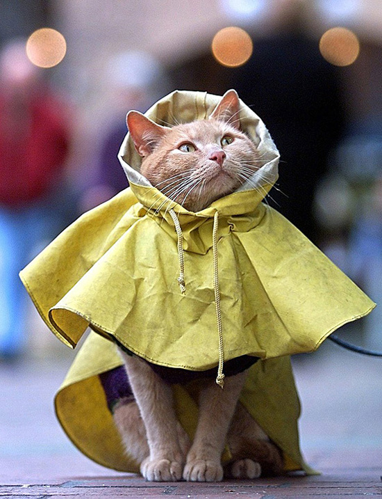 猫咪的雨衣。瞬间进军时尚界。
