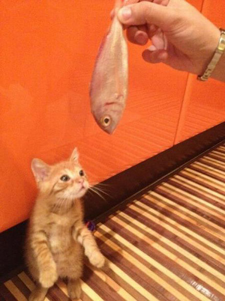 猫-咪，你想吃吗？想吃你就说啊...不说我怎么知道你想吃.....
