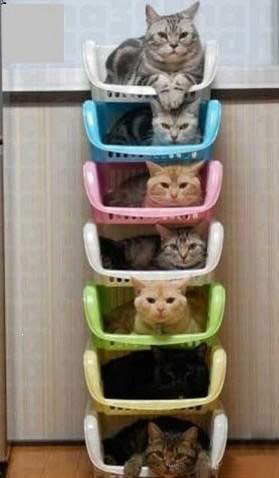 新社会，猫咪也住楼房了！