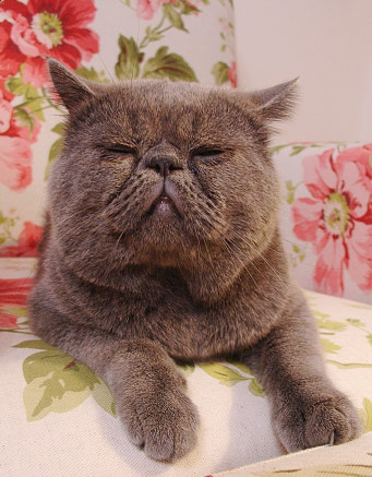 这只猫彻底征服了我！