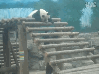 见过这么坏的国宝吗。。。