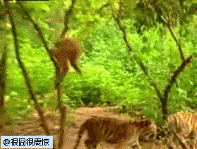 ：谁说老虎屁股摸不得......我摸 我摸 我就摸 摸摸摸