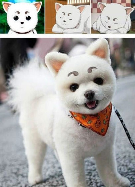 萌狗狗，是卡通创意的源泉