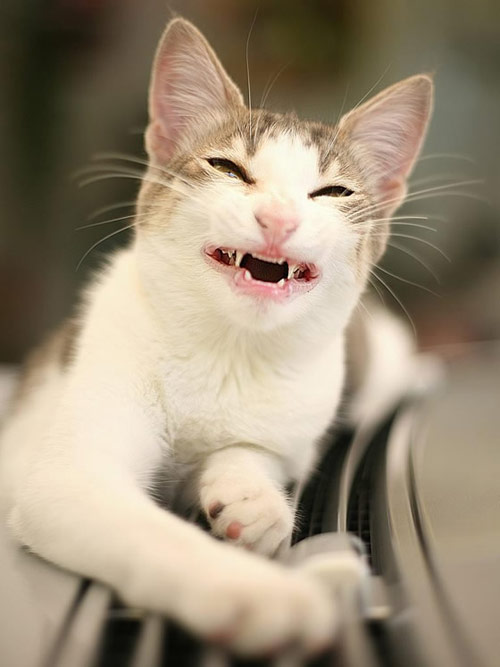 猫咪邪恶的笑容，果然是食肉动物。