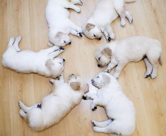 狗狗6兄弟