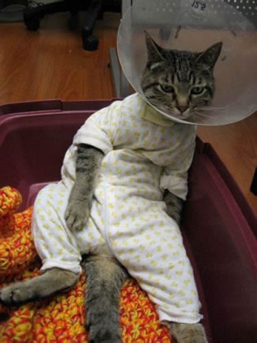 猫咪宝贝