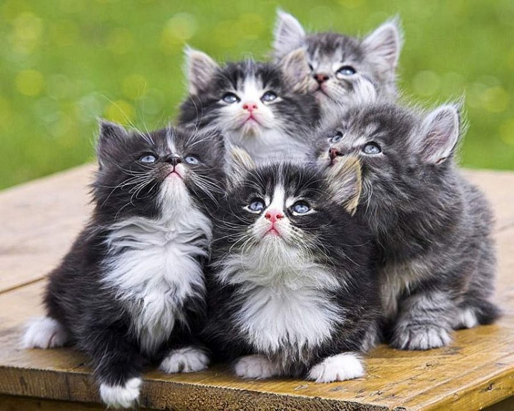 猫咪一家亲