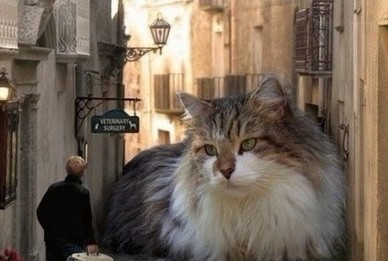 巨胖巨大的猫咪，吓死人了