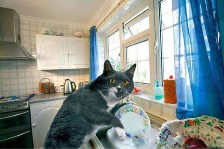 2012年的猫咪无敌了