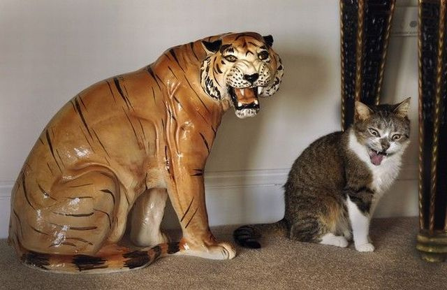 猫咪Cosplay