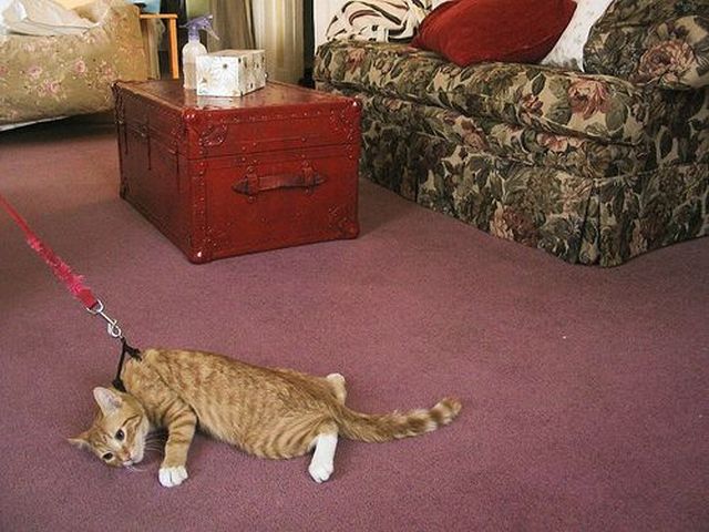 倔强的猫咪