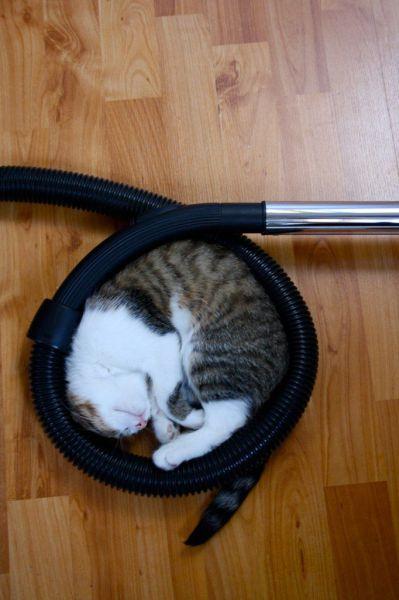 猫咪怎么也喜欢像蛇一样盘着