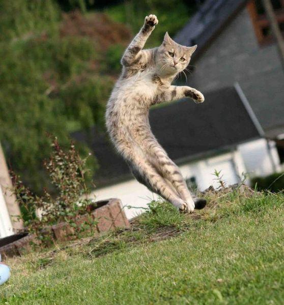 空中飘逸的猫咪