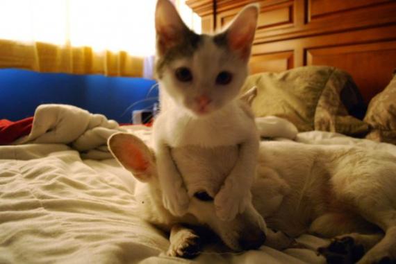 后街猫狗