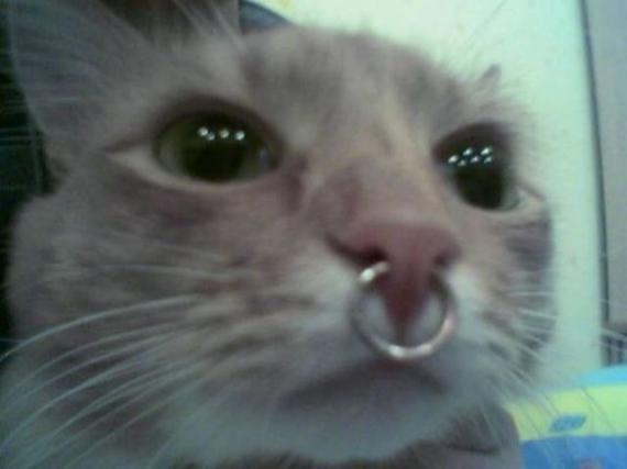 可怜的猫咪 看的我也想哭